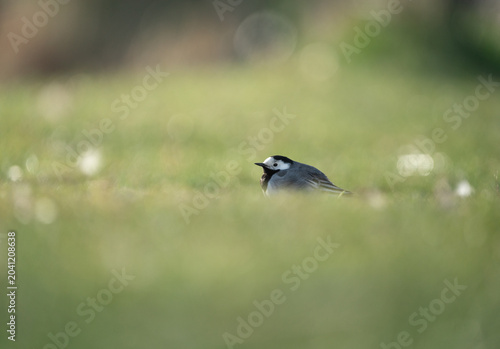 Canvas-taulu Eye level view of a white wagtail (Motacilla alba) in a grass field