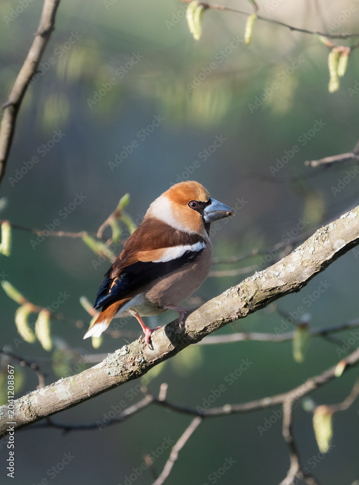 Ταπετσαρία Hawfunch (Coccothraustes coccothraustes) seen in a tangle of branches in a Swedi
