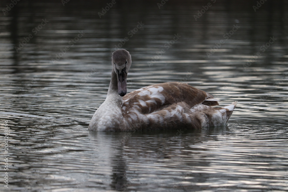 Ταπετσαρία Young cygnet swan swimming on calm lake water surface