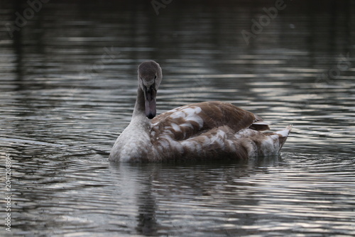 Quadro em tela Young cygnet swan swimming on calm lake water surface