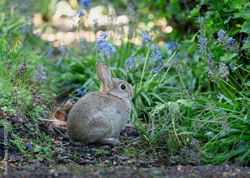 Cute wild bunny in green foliage with blue wildflowers