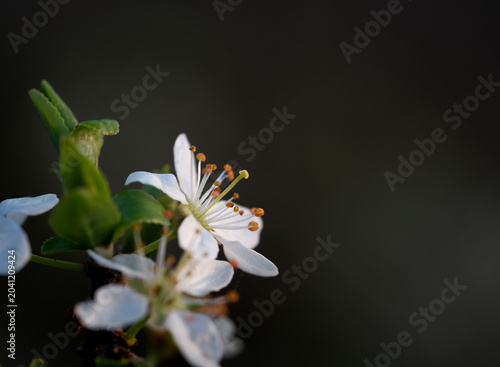 Blackthorn blossom macro view, with a dark background