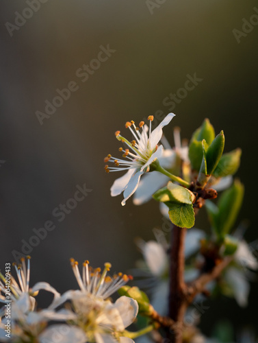 Blackthorn flower in bloom, lit by golden hour light, macro view