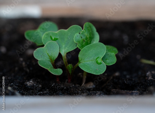 Vibrant green radish seedling growing in a garden bed