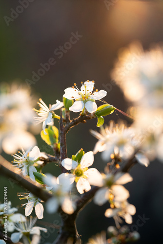 Sloe (prunus spinosa) flowers lit by golden sunset light in the Spring in Stockholm