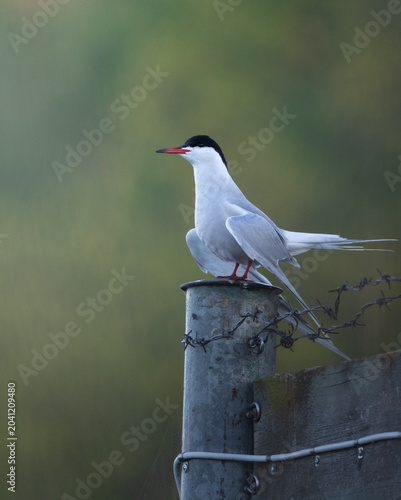 Common tern (Sterna hirundo) perched on a fence post with barbed wire and a green background