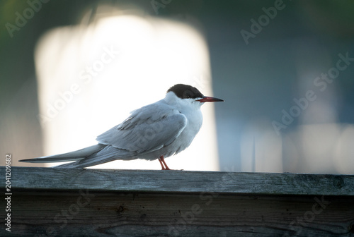 Common tern (Sterna hirundo) profile, framed by white light standing on a wood fence