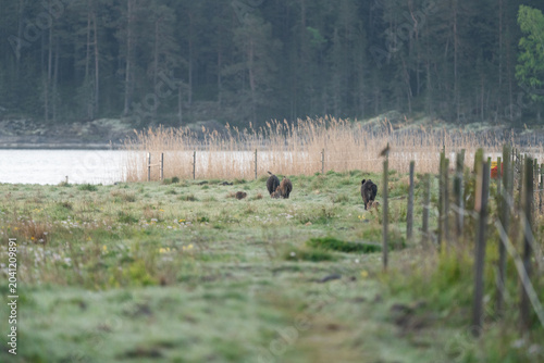 Wild boar (Sus scrofa) family with three adults and several piglets walking in a coastal meadow near Stockholm, Sweden