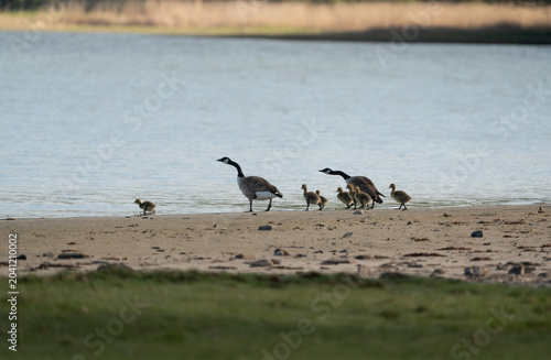Photography Canada Geese (Branta canadensis) guiding their goslings from a beach to the wate