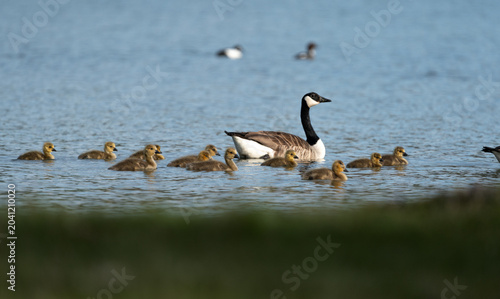 Adult Canada goose (Branta canadensis) and brood of goslings swimming in the Baltic sea near Sweden
