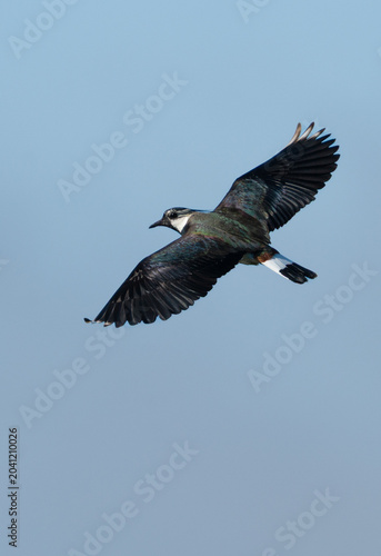 Northern Lapwing (Vanellus vanellus) in flight with wings outstretched, colorful plumage