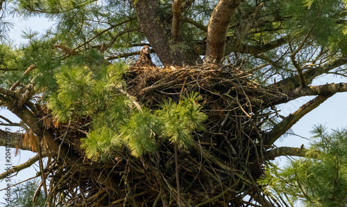 Schilderij op canvas A low-angle shot looking up at a massive stick nest (eyrie) built securely in the sturdy branches of a green pine tree