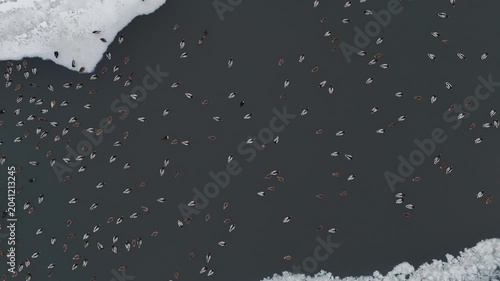 Aerial Top Down View of Many Ducks Swimming in Dark River Water with Floating Ice Floes and Snow