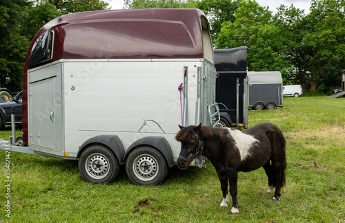 Miniature pony standing beside horse trailer at equestrian event in rural countryside