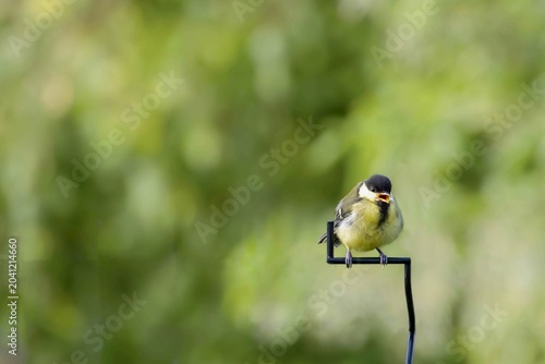 Great Tit Singing on Fence with Green Blurred Background