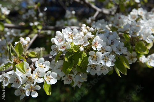 Pear blossom on branch during spring season in garden