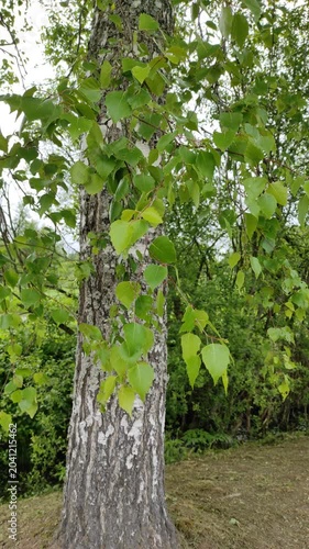 Birch leaves in the wind №3
