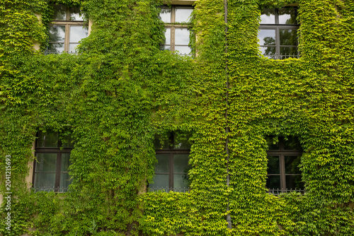 Billede på lærred Modern building windows partially hidden behind dense green ivy facade