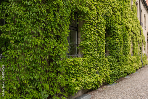 Foto Long building wall covered with climbing ivy along cobblestone pedestrian pathwa