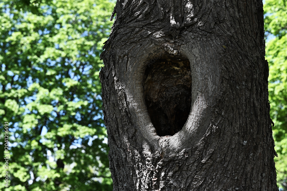 Obraz premium an old tree trunk featuring a prominent natural hollow surrounded by richly textured bark