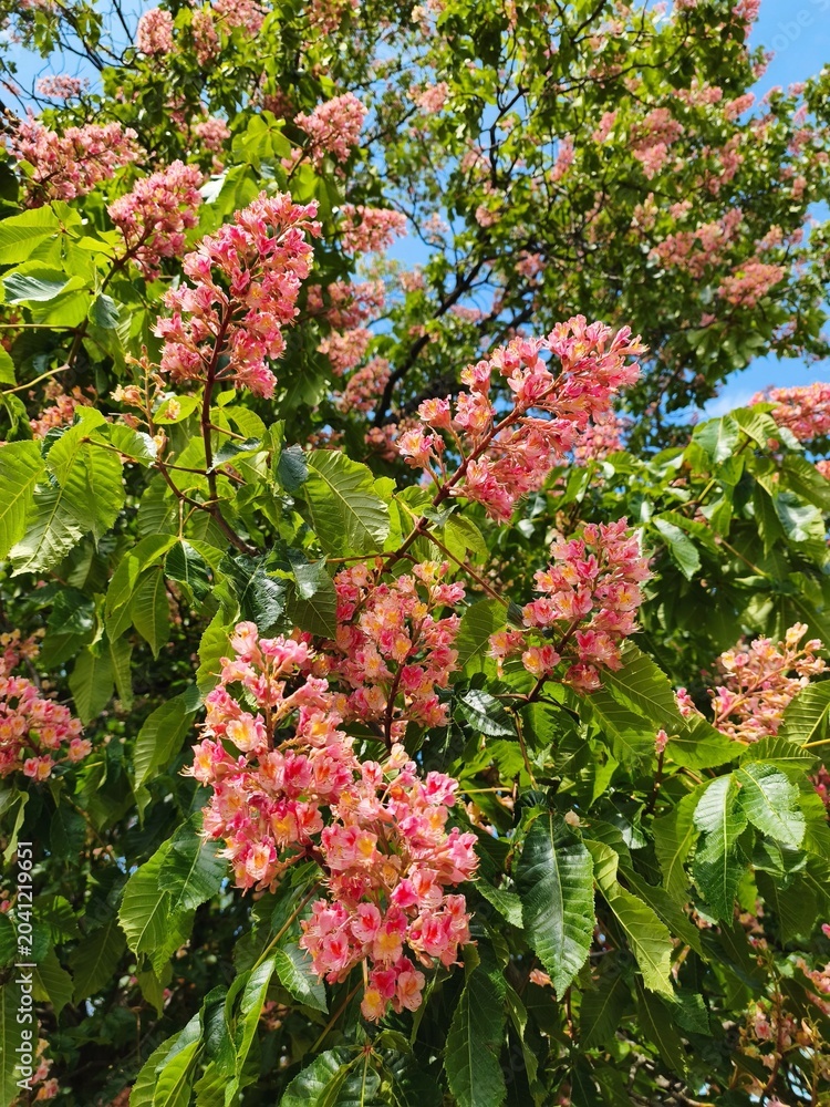 Obraz premium Pink blooming horse chestnut tree flowers with green leaves in spring