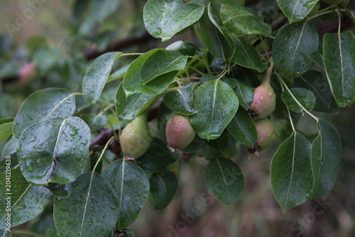 Pear Fruit Growth on Tree Branch During Summer Season With Water Droplets on Leaves