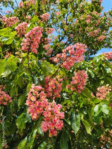 Pink blooming horse chestnut tree flowers with green leaves in spring