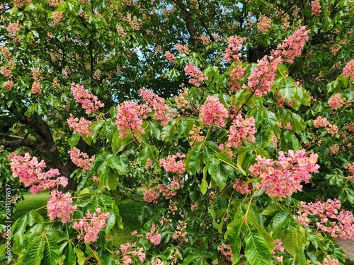 Blooming pink horse chestnut flowers with fresh green leaves, capturing the essence of spring