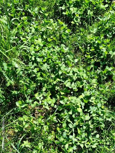 Fresh green clover and grass meadow natural background top view