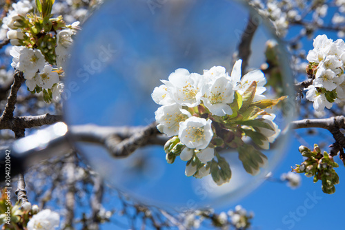Cherry blossom flowers on tree branch in spring season through magnifying glass view