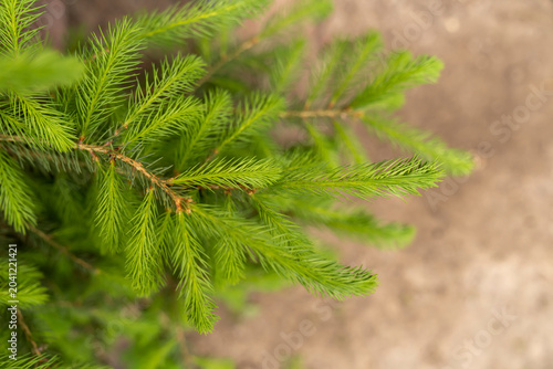 Green spruce branches with fresh needles. Conifer tree foliage in natural environment with blurred background. Forestry and nature concept. Design for banner, poster, wallpaper, greeting card, postcar