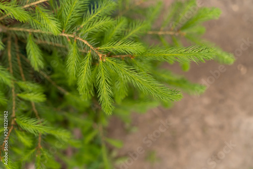 Green spruce branches with fresh needles. Conifer tree foliage in natural environment with blurred background. Forestry and nature concept. Design for banner, poster, wallpaper, greeting card, postcar