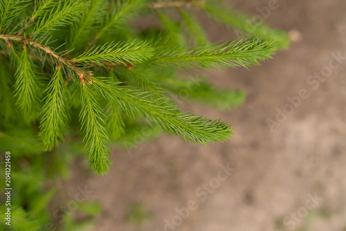 Green spruce branches with fresh needles. Conifer tree foliage in natural environment with blurred background. Forestry and nature concept. Design for banner, poster, wallpaper, greeting card, postcar