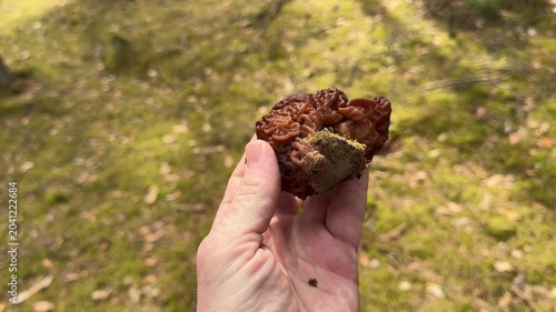 Mushroom picker holding wild false morel during relaxing walk in spring forest. Concept of outdoor hobby, nature recreation and escape from urban routine