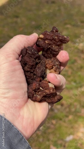 Person holding wild spring mushrooms gathered in forest outdoors