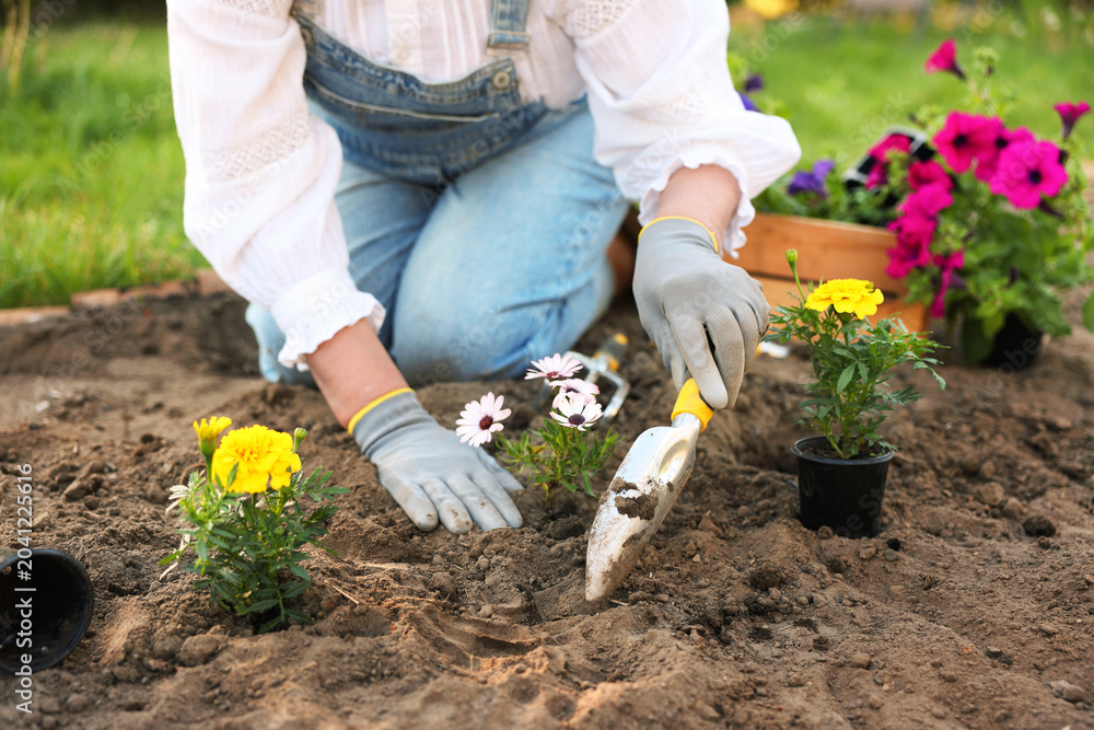 Fototapeta premium Gardening season. Woman transplanting beautiful flowers outdoors, closeup