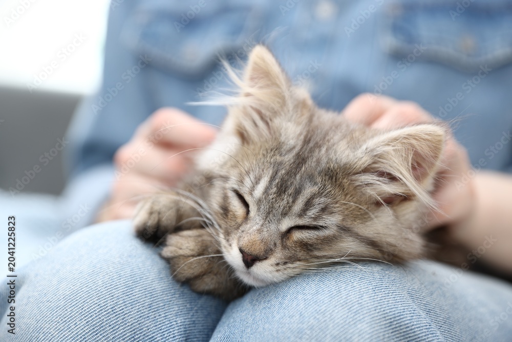 Fototapeta premium Woman with cute cat at home, closeup. Adorable pet