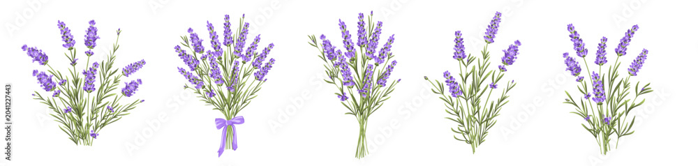 Fototapeta premium Set of lavender flowers bouquet elements. Collection of lavender