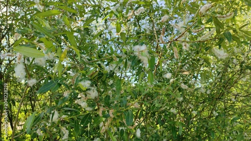 Fluff on the branches of a bush