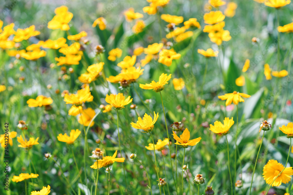 Fototapeta premium Bright yellow coreopsis lanceolata, tickseed flowers blooming in green summer garden with wildflower and soft blurred background. Ornamental and decorative plant breeding, gardening, landscaping