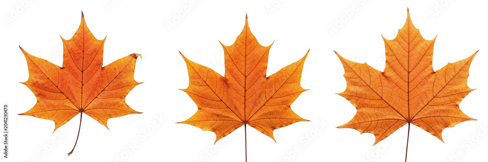 Fototapeta premium Set of a vibrant autumn maple leaf, perfect for seasonal nature photography, fall climate themes, and environmental graphic design