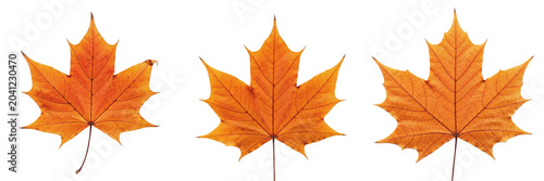 Cuadro en lienzo Set of a vibrant autumn maple leaf, perfect for seasonal nature photography, fal