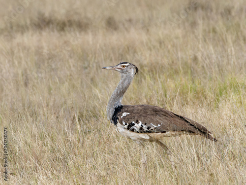 Foto Kori bustard walking in the Amboseli savanna