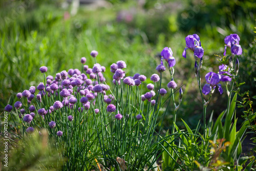 Chive alliums blooming by bearded irises in spring garden on flowerbed. Purple flowers with edible leaves