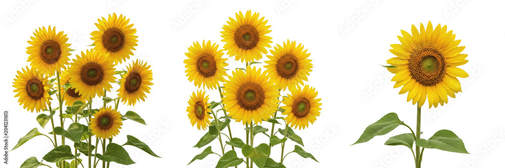 Obraz premium Set of vibrant yellow sunflowers with green leaves, perfect for nature, agriculture, summer themes, and floral design decoration, isolated on transparent PNG background