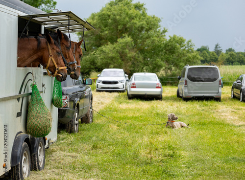 Fotografija Horses resting in transport trailer at equestrian competition grounds with parke
