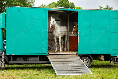 Fotografija White horse standing inside transport truck with loading ramp at outdoor equestr