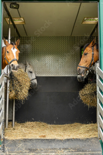 Obraz na plátně Horses feeding inside transport trailer with spacious interior and copy space