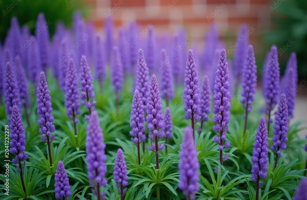 Fototapeta premium Field of purple Liriope muscari flowers with green leaves. Tall spikes bloom with small flowers creating a carpet of color. Outdoor garden setting with blurred brick background.