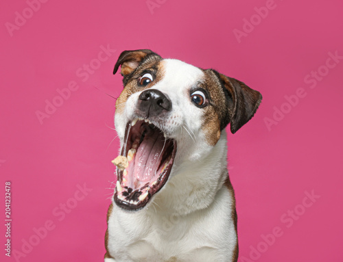 cute dog on an isolated background in a studio shot
